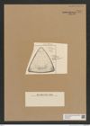 Diatomeae indet. Zeichnungen Sammlung Grunow Nr. 7579 (NHMW-BOT-W0376733)